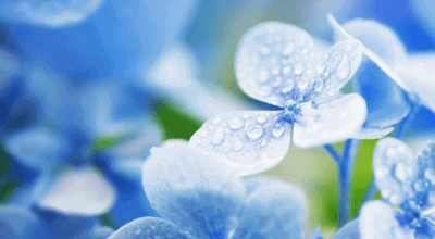 雨引越し紫陽花